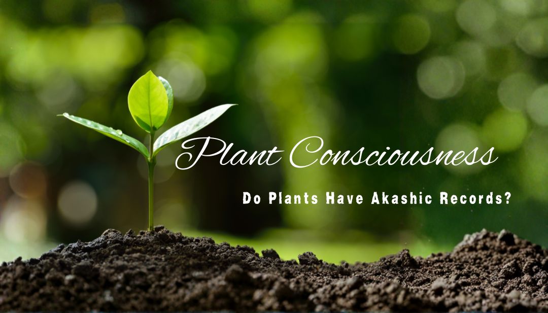Plant Consciousness Do Plants Have Akashic Records