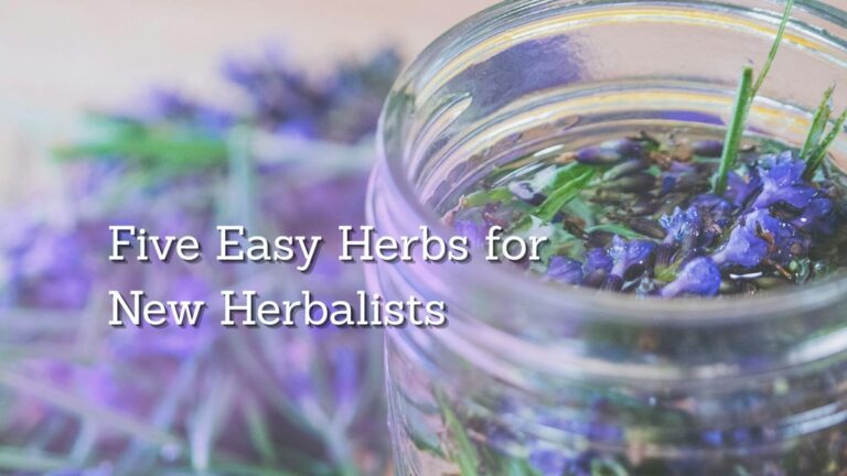 windowsill herb garden lavender dried in jar for herbal apothecary