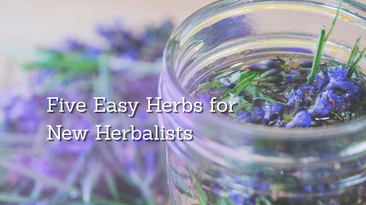 windowsill herb garden lavender dried in jar for herbal apothecary