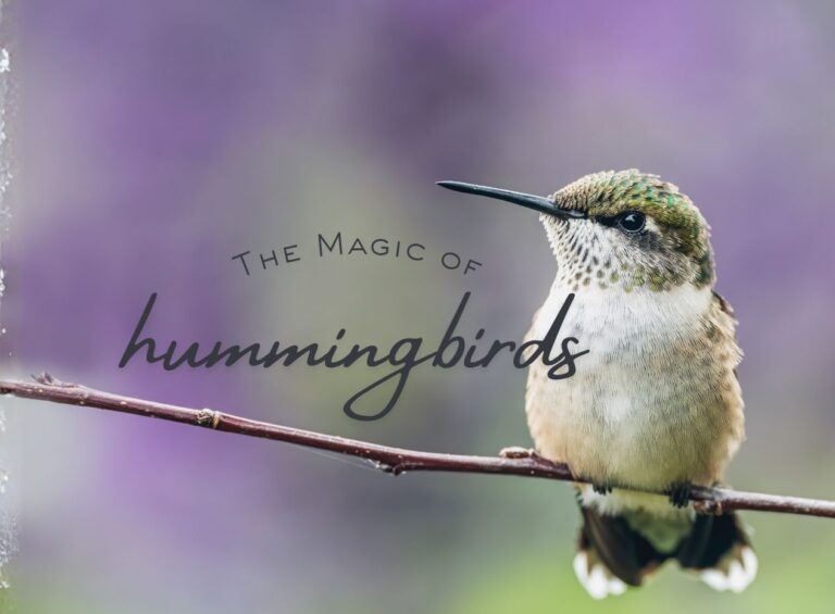 The Magic of Hummingbirds